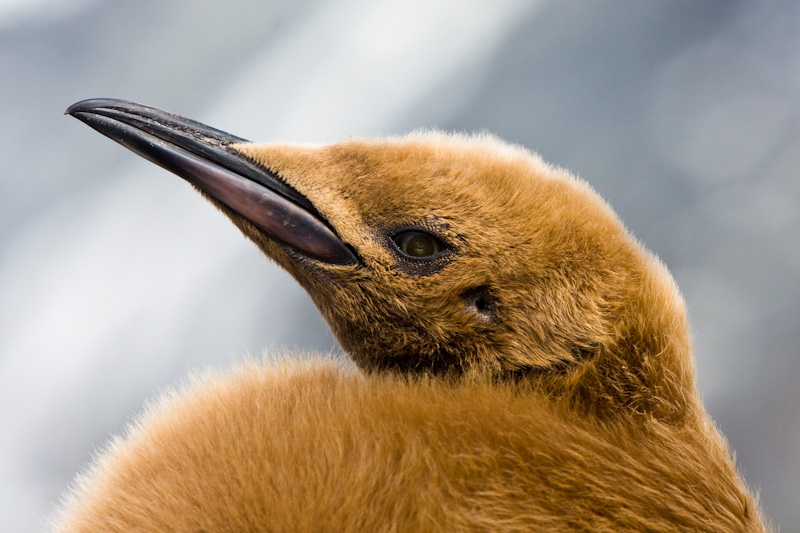 King Penguin Chick